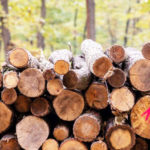 Szedd magad tűzifagyűjtési akciót hirdet a nagymarosi erdészet